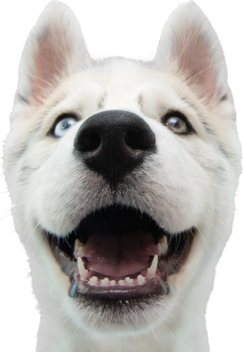 dog-png