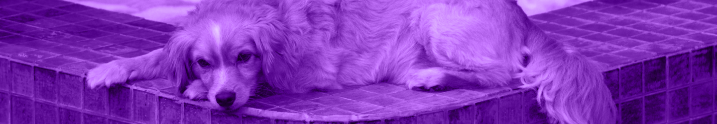 banner-img-png